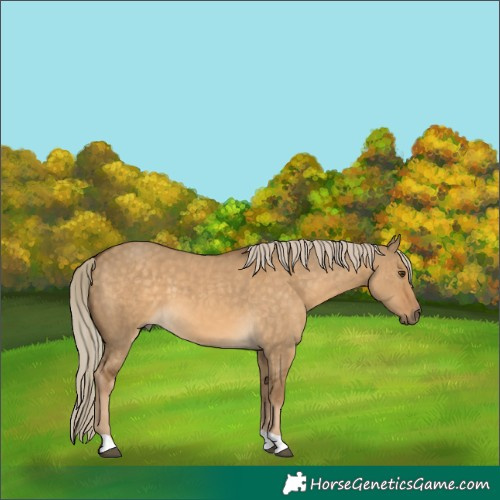 Horse Color:Chocolate Palomino Dun 