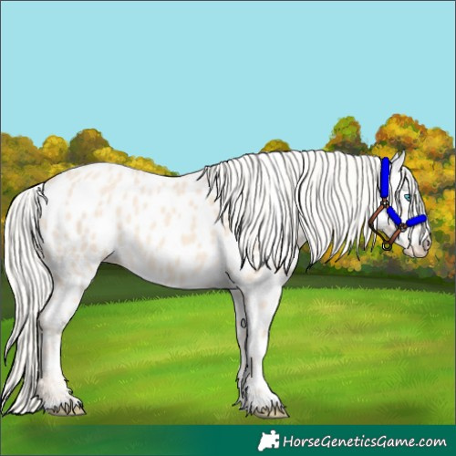 Horse Color:Cremello Near Leopard