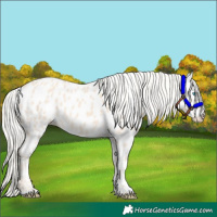 Horse Color:Cremello Near Leopard 