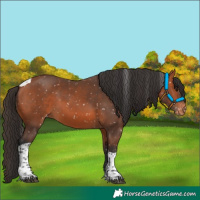 Horse Color:Bay Tobiano Appaloosa