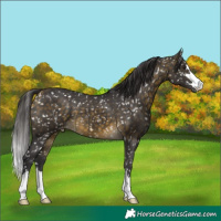 Horse Color:Buckskin Snowflake Varnish