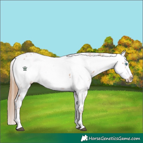 Horse Color:White Spotted Chestnut Frame 