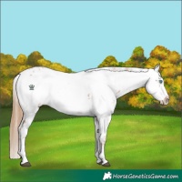 Horse Color:White Spotted Chestnut Frame