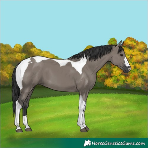 Horse Color:Grullo Tobiano