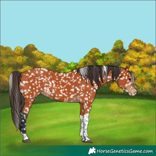 Horse Color:Bay Tobiano Appaloosa 