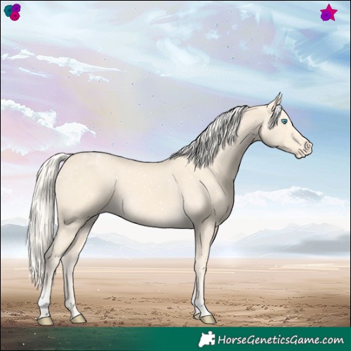 Horse Color:Cremello Tobiano Appaloosa 