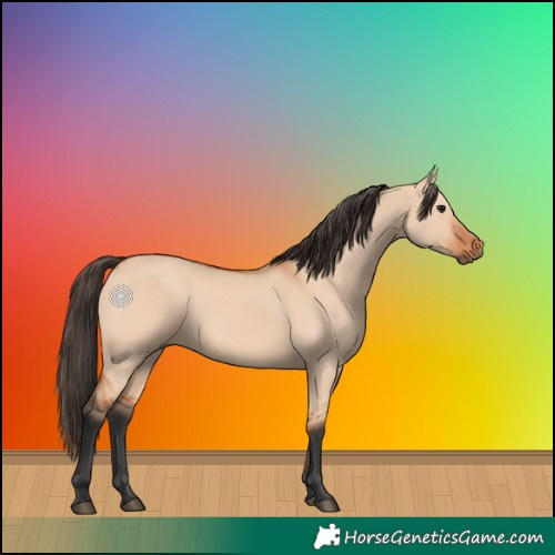 Horse Color:Bay Dun 