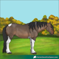 Horse Color:Brown Dun Tobiano 