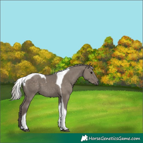 Horse Color:Silver Grullo Tobiano 