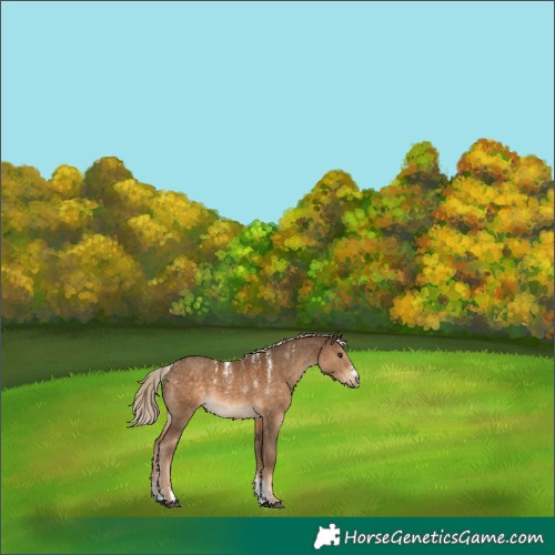 Horse Color:Powder White Chocolate Palomino 