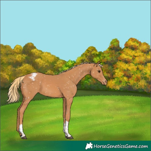 Horse Color:Chestnut Tobiano Appaloosa 