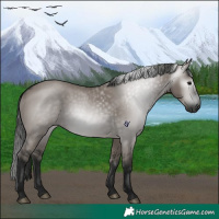 Horse Color:Gray Grullo 