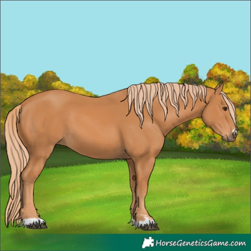 Horse Color:Chestnut 