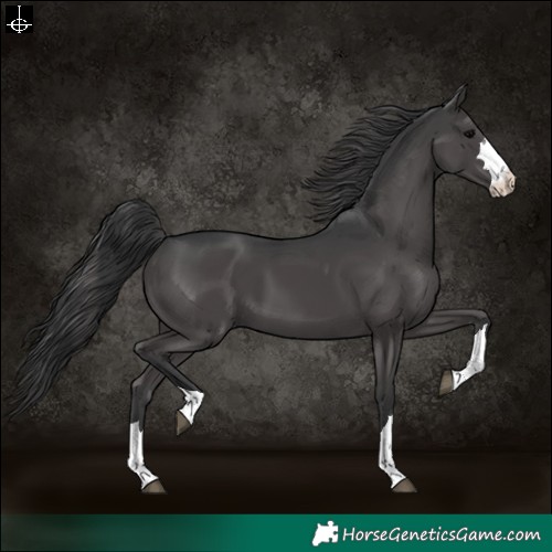 Horse Color:Black 