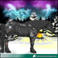 Horse Color:Black 