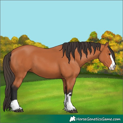 Horse Color:Bay 