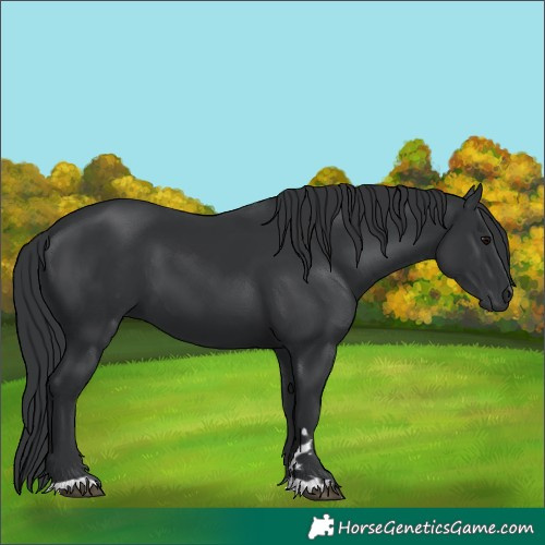 Horse Color:Black 