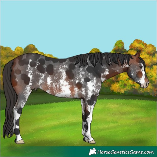 Horse Color:Bay Sabino 