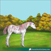 Horse Color:Nacre White Spotted Liver Red Dun Sabino Splash Appaloosa