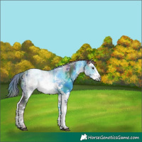 Horse Color:Nacre White Spotted Liver Chestnut Sabino