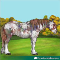 Horse Color:Nacre Liver Chestnut Ice Sabino Splash 