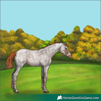 Horse Color:Liver Red Ice Roan Rabicano 