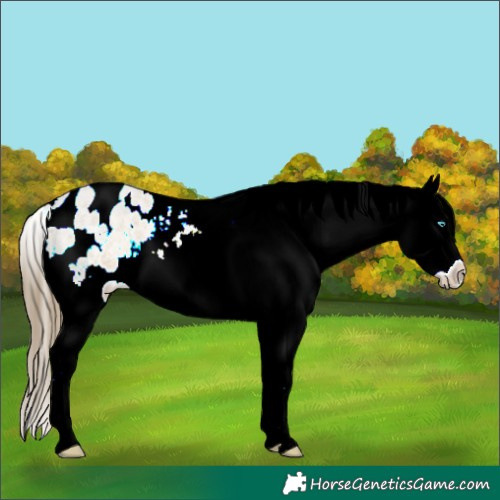 Horse Color:Buckskin Ice Roan Pearl Tobiano Appaloosa