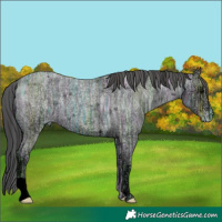 Horse Color:Blue Ice Roan Varnish 