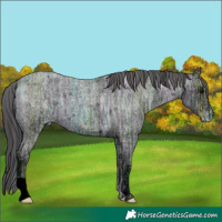 Horse Color:Blue Ice Roan Appaloosa 