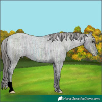 Horse Color:Blue Ice Roan Appaloosa 