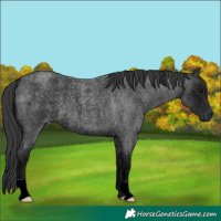 Horse Color:Blue Ice Roan 