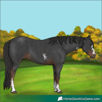 Horse Color:Liver Chestnut Sabino 