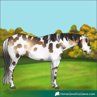 Horse Color:Bay Onyx Sabino Splash