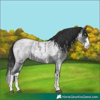 Horse Color:Blue Roan Sabino Splash  and Blue Roan Sabino 