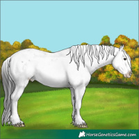Horse Color:Brown Sabino Splash Varnish 