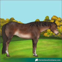 Horse Color:Liver Chestnut Sabino Rabicano 