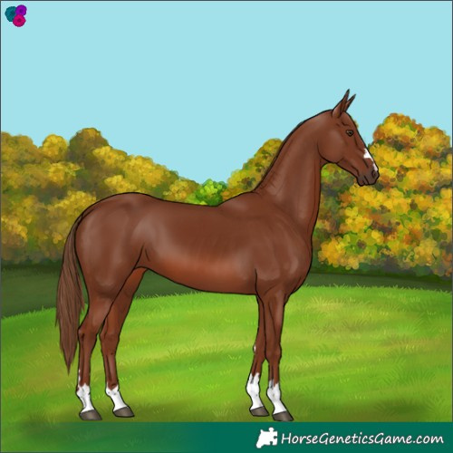 Horse Color:Chestnut 