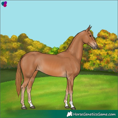 Horse Color:Chestnut 