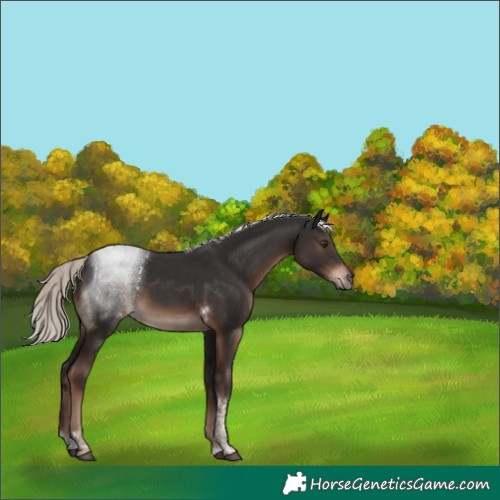 Horse Color:Liver Chestnut Mushroom Tobiano Rabicano 