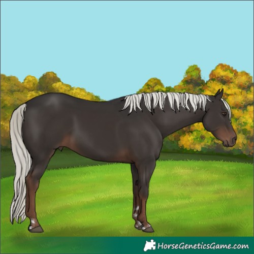 Horse Color:Liver Chestnut Mushroom Rabicano 