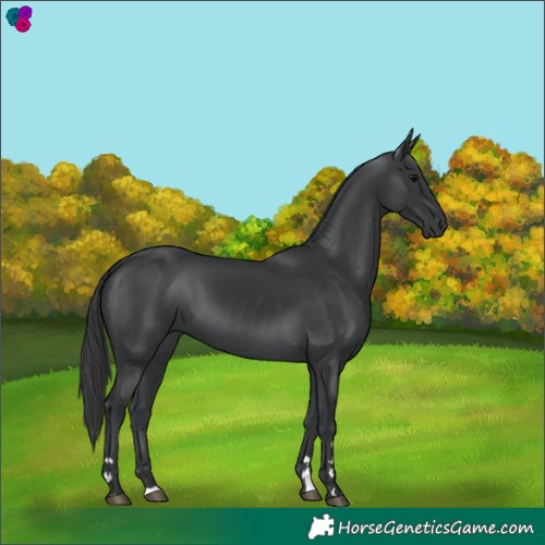 Horse Color:Black 