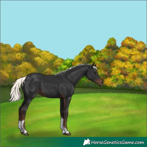 Horse Color:Liver Chestnut Mushroom Tobiano Rabicano 