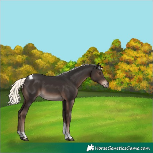 Horse Color:Liver Chestnut Mushroom Tobiano Rabicano 