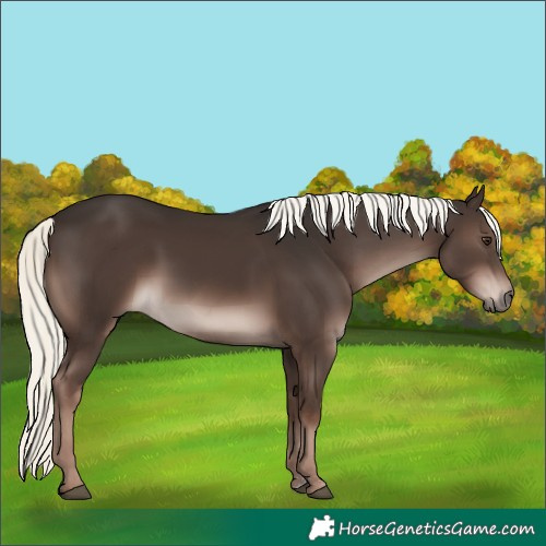 Horse Color:Liver Chestnut Mushroom Rabicano 