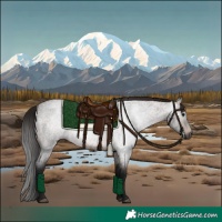 Horse Color:Gray Bay Roan 