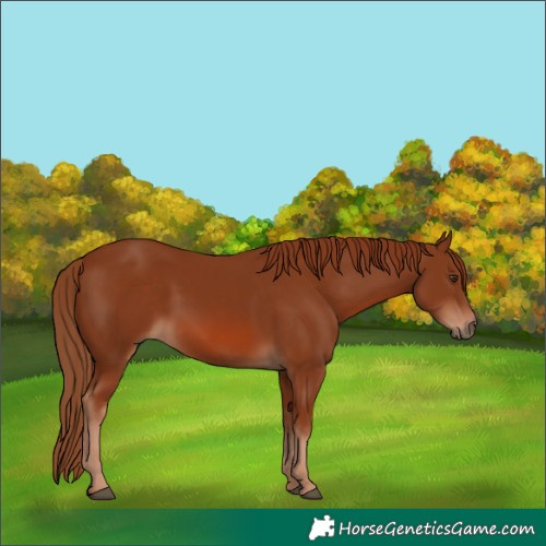 Horse Color:Chestnut 