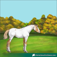 Horse Color:Gold Cream Champagne Splash Tobiano Near Fewspot 