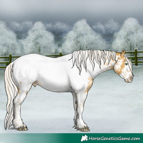 Horse Color:Silver Sable Cream Champagne Splash Tobiano Appaloosa Rabicano 