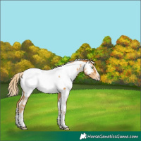 Horse Color:Gold Cream Champagne Splash Tobiano Appaloosa Rabicano 