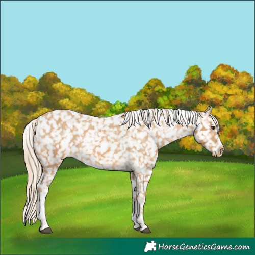 Horse Color:Palomino Tobiano Snowcap 